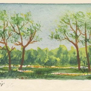 Trees in Early Summer